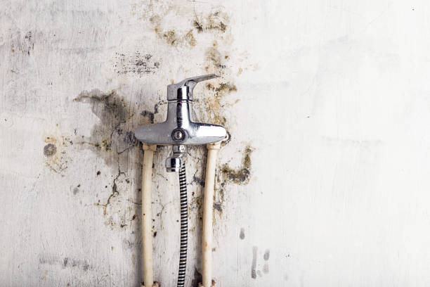Best Fast Mold Removal  in Sho Creek, AL
