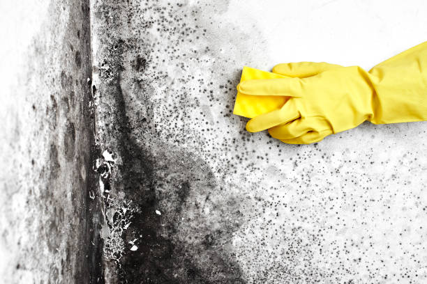 Best Crawl Space Mold Removal  in Sho Creek, AL