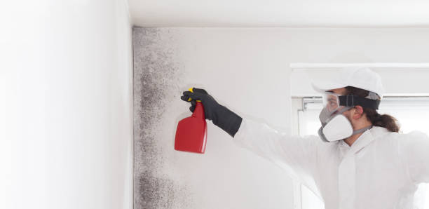 Certified Mold Removal in Shoal Creek, AL