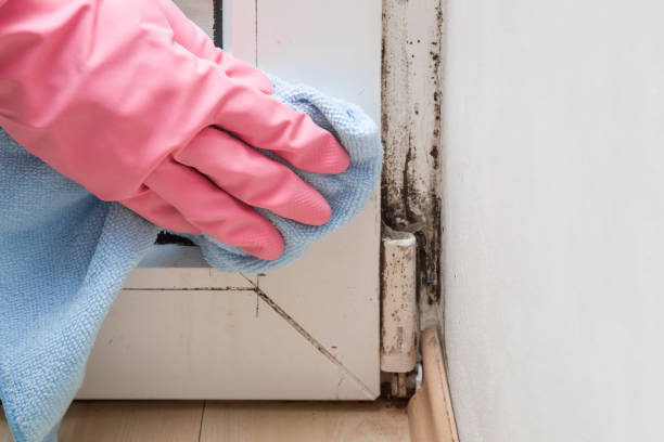 Mold Removal Process in Shoal Creek, AL