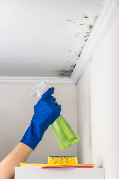 Best Office Mold Removal Services  in Sho Creek, AL